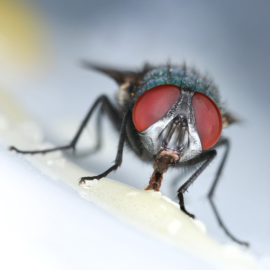 Fliege Fliege