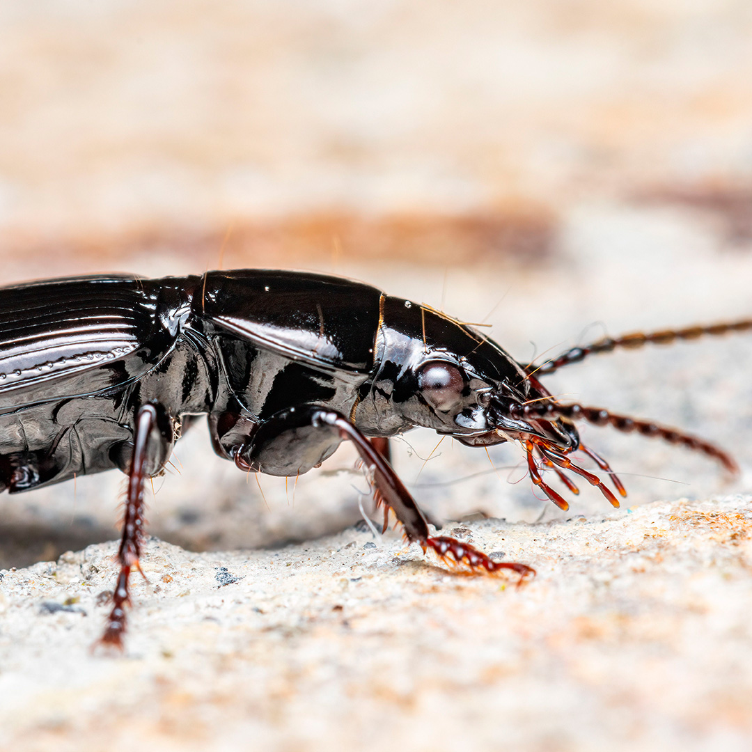 Mehlkäfer Mehlkäfer