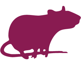 Nagetiere / Mit Fell Nagetiere / Mit Fell