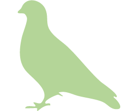 Federig / Tauben Federig / Tauben