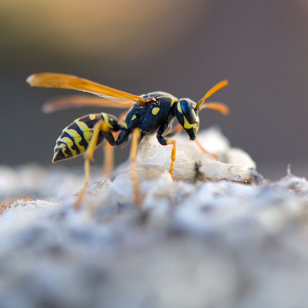 Wespe Wespe